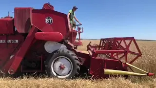 Почали молотити пшеницю Massey ferguson 87