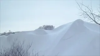 Зимовка под снегом 2019-20. Сибирь.