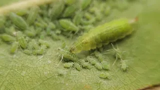 Syrphid fly larva vs aphids.