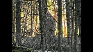 Giant Kootenay Sasquatch Mistakes Man in Ghillie Suit for Another Bigfoot