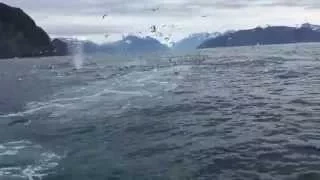 Humpback Whales Feeding