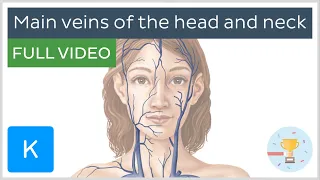 FULL VIDEO: Main veins of the head and neck - Human Anatomy | Kenhub