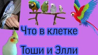 Что в клетке моих попугаев.