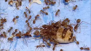 Ratu Semut Rangrang (Weaver Ant Queen)