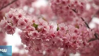 🌸Цвітіння Сакури в Ужгороді