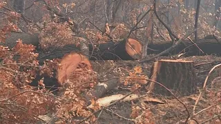 Lionshead, Beachie Creek are 1-2 in Oregon wildfire size