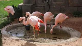 Flamingos Filter Feeding in Their New Habitat Space