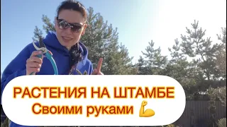 🌳РАСТЕНИЯ НА ШТАМБЕ 🌳Своими руками💪 автор Ева. ВКонтакте @club211417336