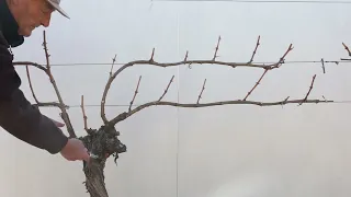 Four-cordon, long-spur pruning: An alternative one-season solution for pruning Sauvignon Blanc