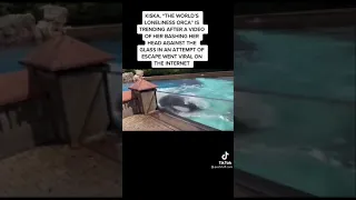 Orca whale trying to escape tank