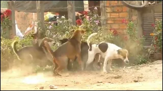 Asian Stray Dogs Mating Hard and Successful. Dogs mating season.