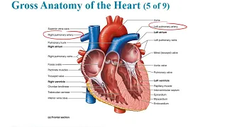 Biol 2402 Ch 18 Heart part A