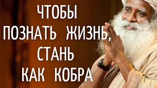 Садхгуру — Чтобы познать жизнь, стань как кобра.