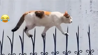 Funniest Dogs and Cats 🙀😘 Best Funniest Animals Video 2024 😘