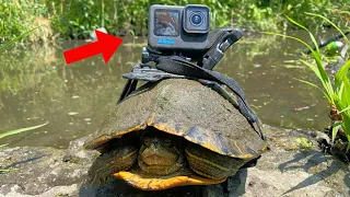 I Put My GOPRO on a Turtle! Insane Footage!