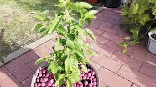 Growing Tulsi in Germany or other colder countries