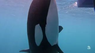 (1/5) - How do orcas "attack" the rudder ?