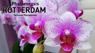 Орхидея РОТТЕРДАМ Phalaenopsis ROTTERDAM цветение орхидеи orchid orchids фаленопсис