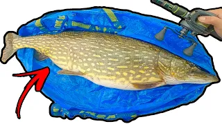 FATTEST PIKE I'VE SEEN LIVING IN A SMALL RIVER | Team Galant