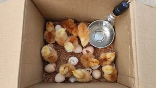 How to make an incubator at home and hatch chickens eggs