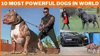 10 Most Powerful Dogs in the World 2024 | Top 10 Strongest Dog Breeds | Animal Vised