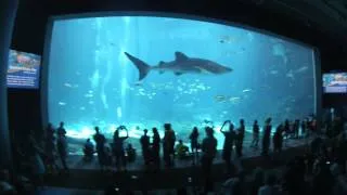 Georgia Aquarium Virtual Tour 1080p HD