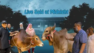 900 Kg Brahman Cross bull , Big Gir , Sahiwal Live Sold Sadeeq Agro 2024 | Friday Showdown 2024 ||