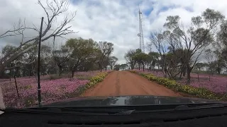 Cunderdin Hill - wildflower drive