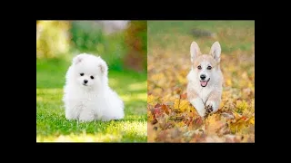 OMG SOO Cute AWW Cute baby animals video Compilation Cutest moments of the animals 4 || 1080