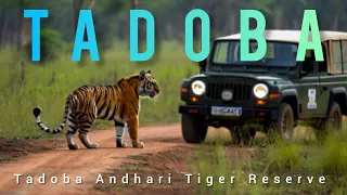Tadoba Andhari Tiger Reserve                                        #tadoba #junglesafari  #tiger