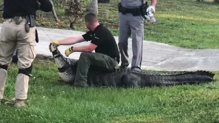 ФЛОРИДА.ГОРОД НЕЙПЛС.КРОКОДИЛ.FLORIDA.NEYPLS ŞƏHƏRİ.TİMSAH.