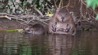 7 Beavers making history