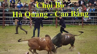 🌟Lễ hội chọi bò huyện Hà Quảng, Cao Bằng năm 2023