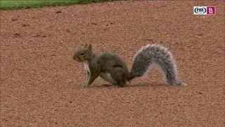 Squirrel makes appearance at Comerica Park: 9/9/2018