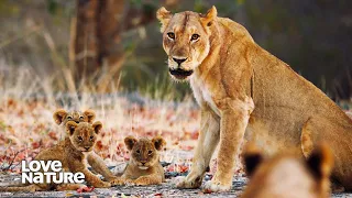 Lion Mother Defends Newborn Cubs Against Intruding Female