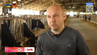 Підприємство на Київщині: як зараз працює найбільша молочну ферму в усій Європі