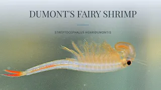 Dumont’s Fairy Shrimp (Streptocephalus henridumontis)