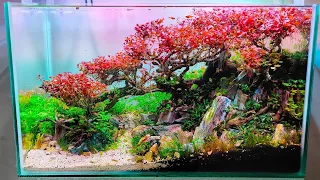 #191 Very cool"Making a sakura bonsai for Aquascape" (subtitle english)