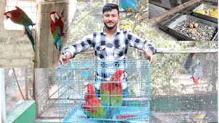 Surprisingly Red & green macaw breeding pair came to our big parrot Aviary.