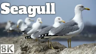 Amazing Seagull Birds - 4K Nature Relaxation -Blue Planet - Scenic Wildlife Film - Seagull 4K Nature