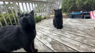 Black Cat Big Boy Is Quite The Talker!