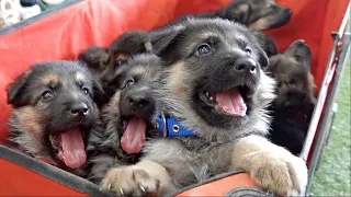 THE CUTEST German Shepherd Puppies Ever!!