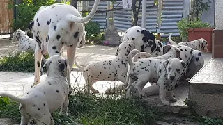 Croatia: heaven on earth - dalmatian dogs & puppies