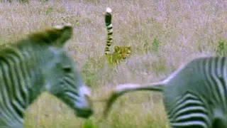 Cheetah Attacks Zebra | Cheetahs | BBC Earth