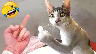 Funny Dogs And Cats Videos 2023 😅 - Best Funniest Animal Videos Of The Month #155