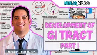 Gastrointestinal | Development & Embryology of the GI Tract: Part 1