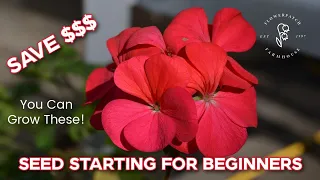 Save Money and Enjoy Zonal Geraniums! | Seed Starting for Beginners