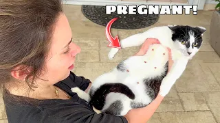 RESCUED PREGNANT CAT! WHAT NOW?!
