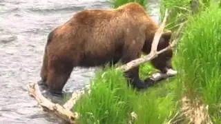 brooks falls grizzly bear catching and eating a salmon