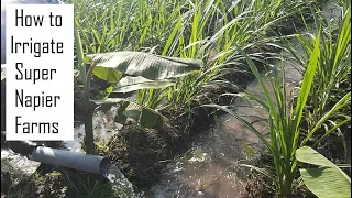 How to irrigate Super Napier grass farms / High yielding green fodder grass @ 9790987145